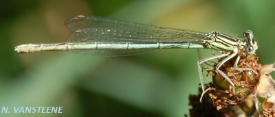 Platycnemis pennipes fem